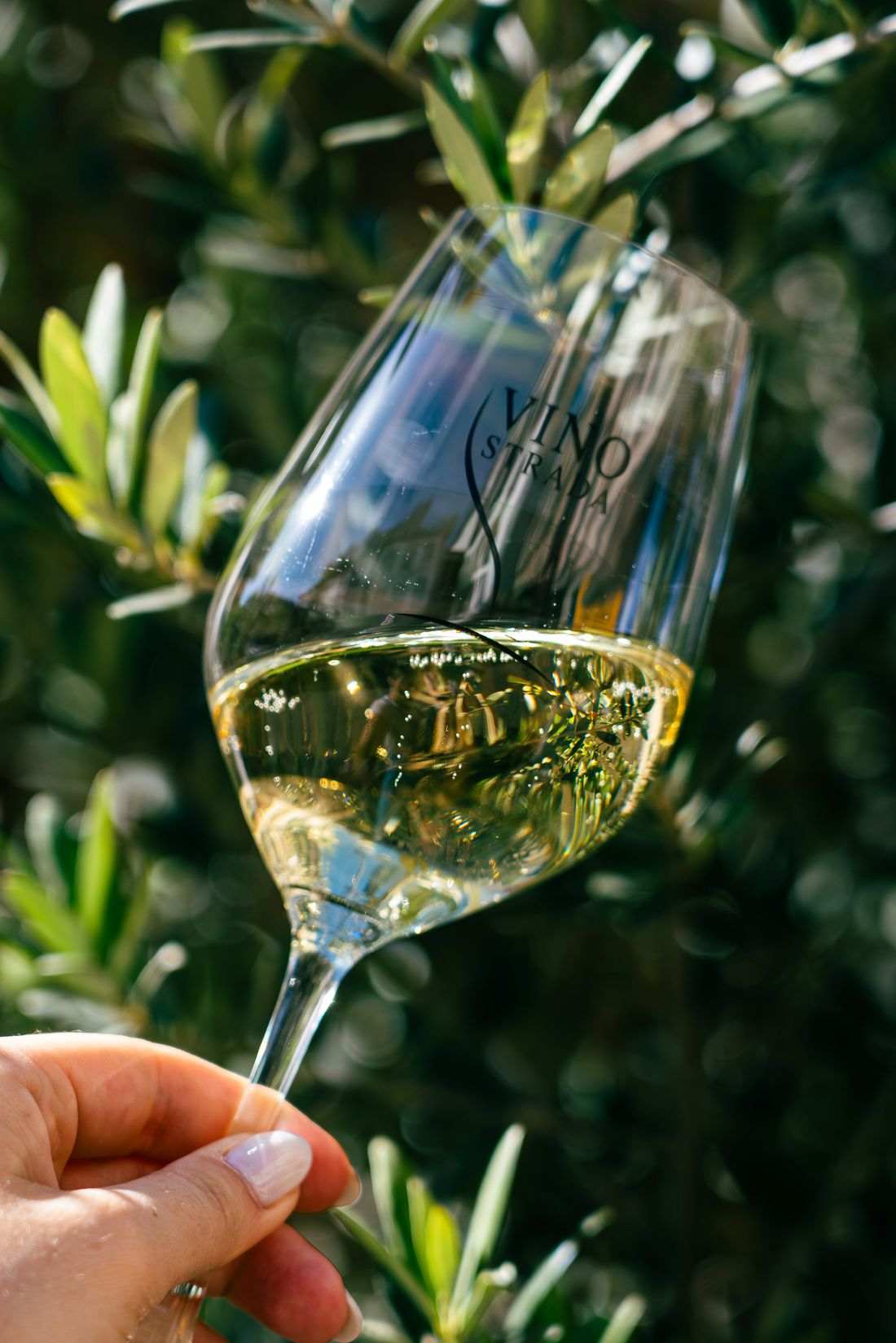 Un verre de vin blanc gravé VINO Strada, levé devant un olivier